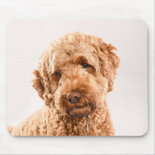 Goldendoodle Studio Portrait Mouse Pad