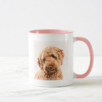 Goldendoodle Studio Portrait