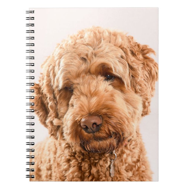 Goldendoodle Studio Portrait Notebook (Front)