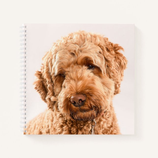Goldendoodle Studio Portrait Notebook (Front)