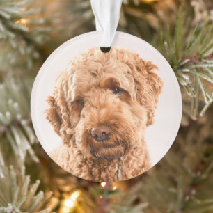 Goldendoodle Studio Portrait Ornament