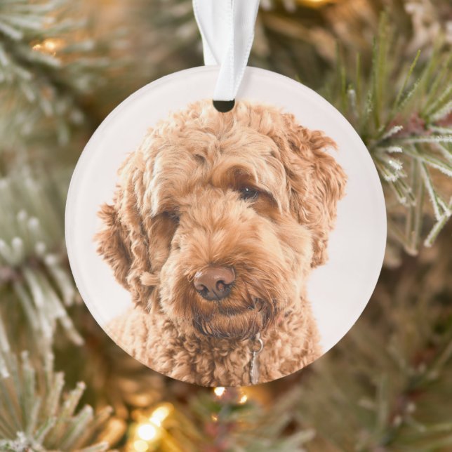 Goldendoodle Studio Portrait Ornament (Tree)