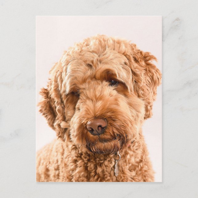 Goldendoodle Studio Portrait Postcard (Front)