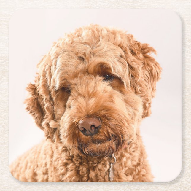 Goldendoodle Studio Portrait Square Paper Coaster (Front)