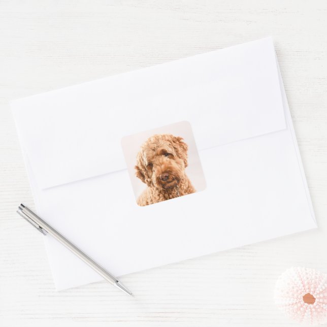 Goldendoodle Studio Portrait Square Sticker (Envelope)