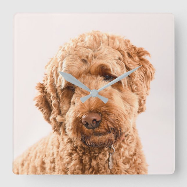 Goldendoodle Studio Portrait Square Wall Clock (Front)