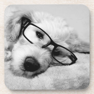 Goldendoodle With Glasses Coaster