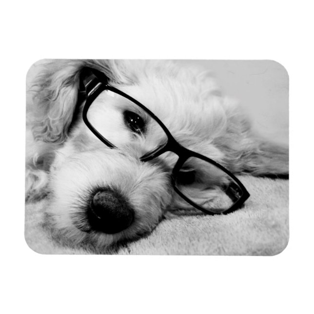 Goldendoodle With Glasses Magnet (Horizontal)