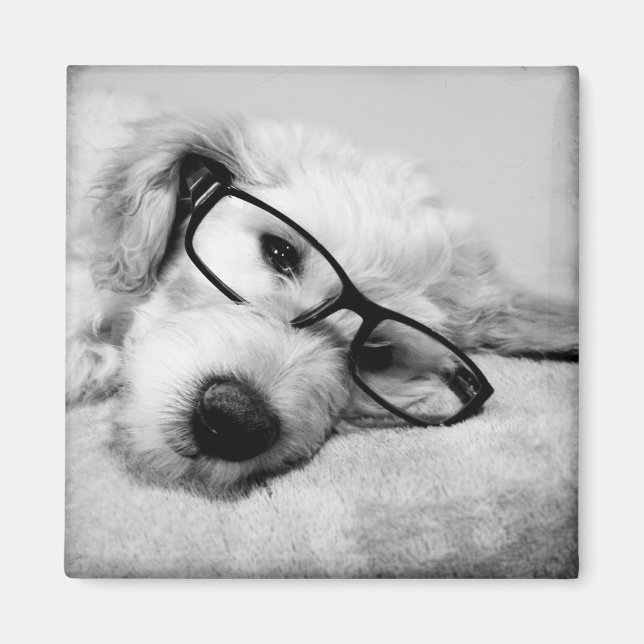 Goldendoodle With Glasses Magnet (Front)