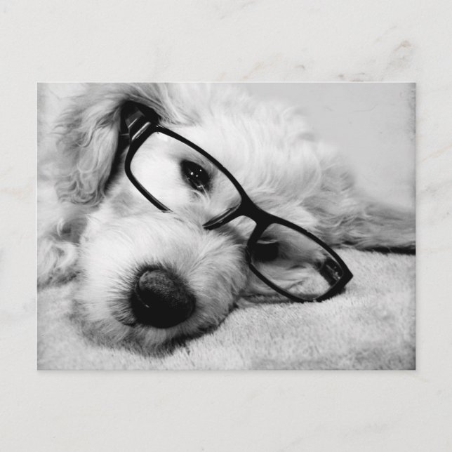 Goldendoodle With Glasses Postcard (Front)