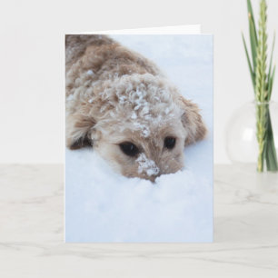 Goldendoodle With Nose In Snow Card
