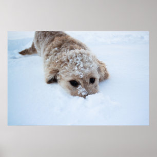 Goldendoodle With Nose In Snow Poster