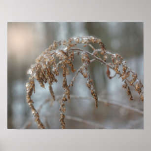 Goldenrod After Ice Storm Nature Poster