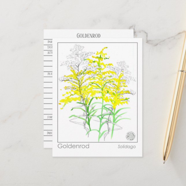 Goldenrod Materia Medica Monograph Herbal Study  Postcard (Front/Back In Situ)