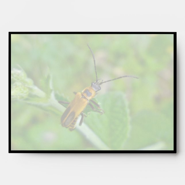 Goldenrod Soldier Beetle Envelopes (Front)