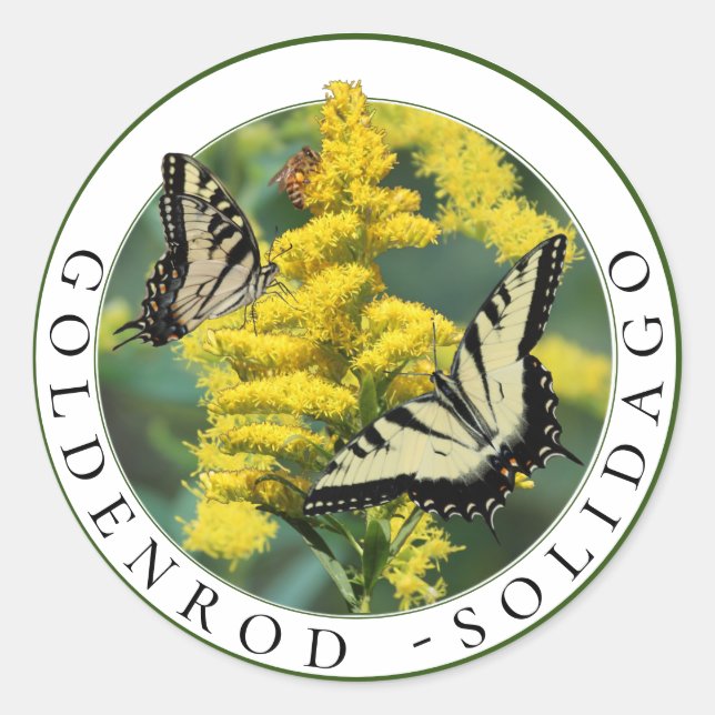 Goldenrod Solidago and Tiger Swallowtail Butterfly Classic Round Sticker (Front)