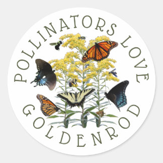 Goldenrod Solidago Wildflower and Pollinators Clas Classic Round Sticker