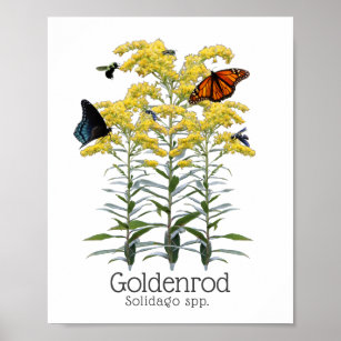 Goldenrod Solidago Wildflower and Pollinators Poster