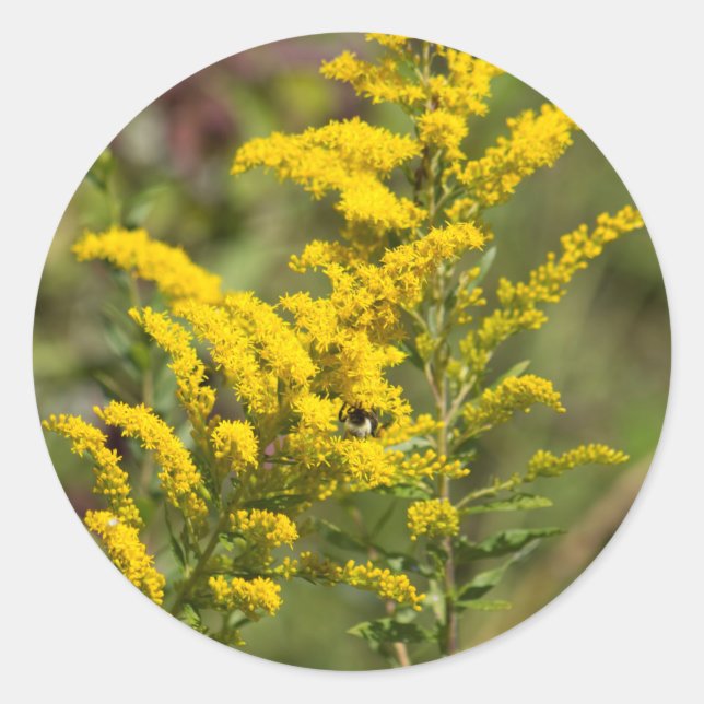 Goldenrod Wildflowers Classic Round Sticker (Front)