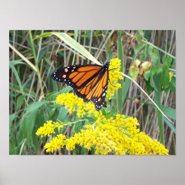 Goldenrod with Butterfly Poster (Front)