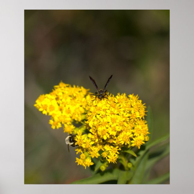 Goldenrods Photo Poster (Front)