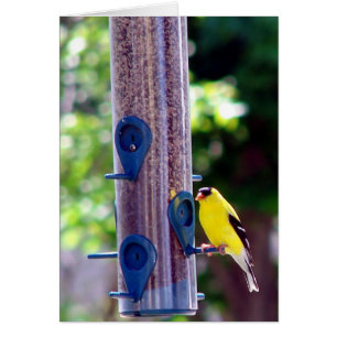 Goldfinch