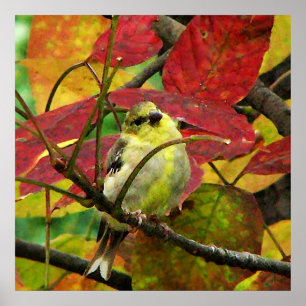 Goldfinch and Autumn Leaves Poster