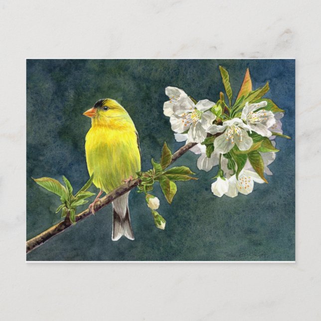 Goldfinch and Cherry Blossoms Postcard (Front)