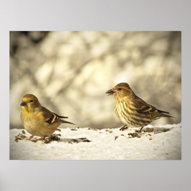 Goldfinch and Pine Siskin Poster (Front)