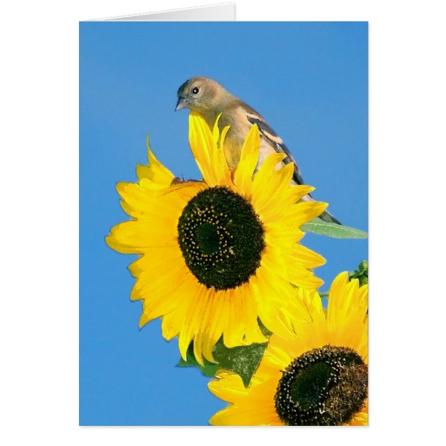 Goldfinch And Sunflower (Front)
