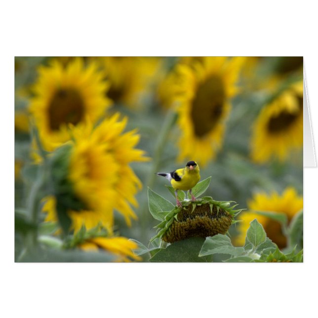 Goldfinch and Sunflowers - Blank Card (Front Horizontal)