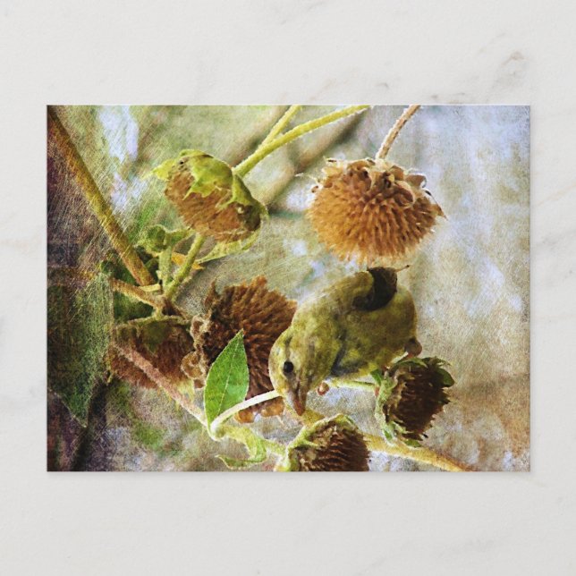 Goldfinch and Sunflowers Postcard (Front)