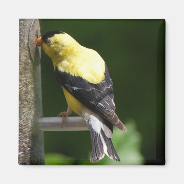 Goldfinch at feeder magnet (Front)