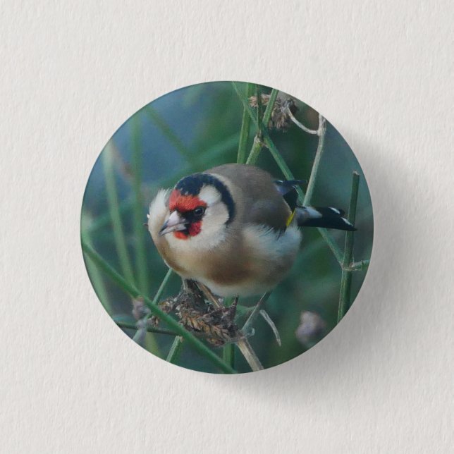 Goldfinch Badge (Front)