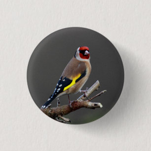 Goldfinch bird 3 cm round badge