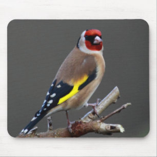 Goldfinch bird mouse pad