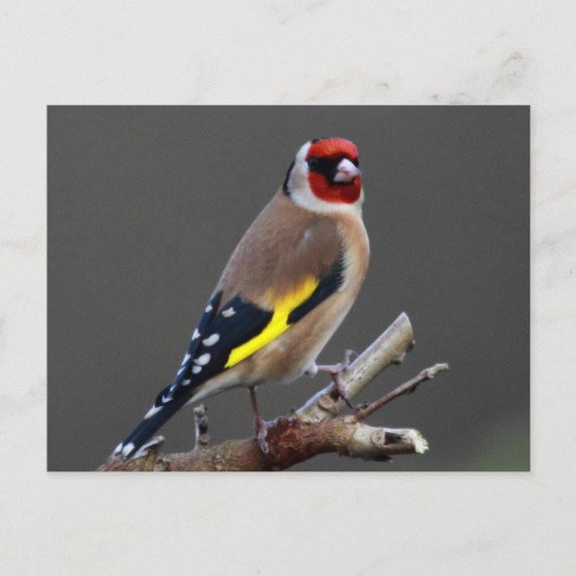 Goldfinch bird postcard (Front)