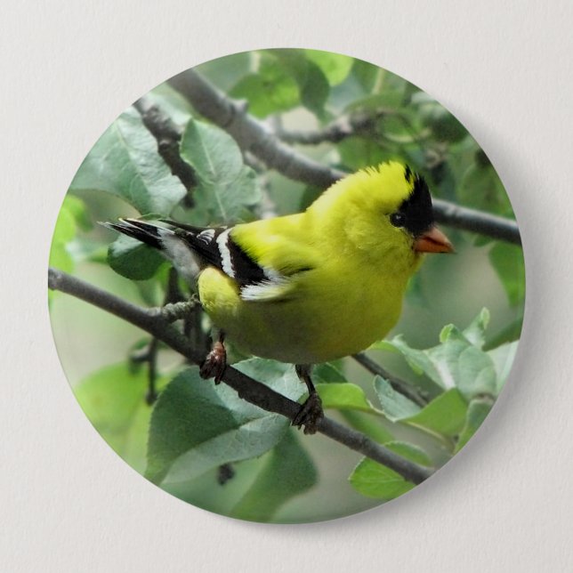 Goldfinch Button (Front)