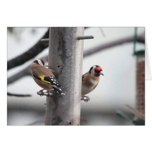 Goldfinch Card