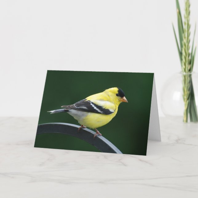 Goldfinch Card (Front)