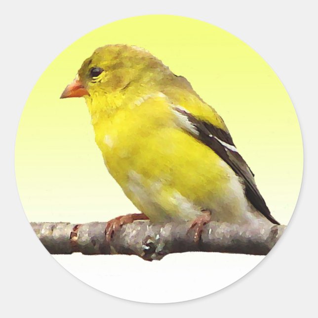 Goldfinch Classic Round Sticker (Front)