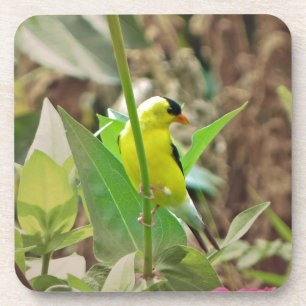 Goldfinch Coaster