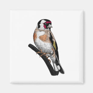 Goldfinch drawing magnet