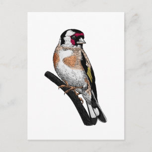 Goldfinch drawing postcard