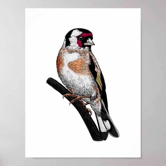 Goldfinch drawing poster (Front)