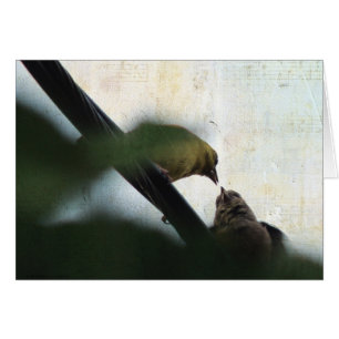 Goldfinch Feeds Chick