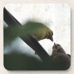 Goldfinch Feeds Chick Coaster