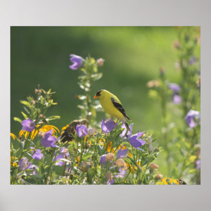 Goldfinch Garden   Poster