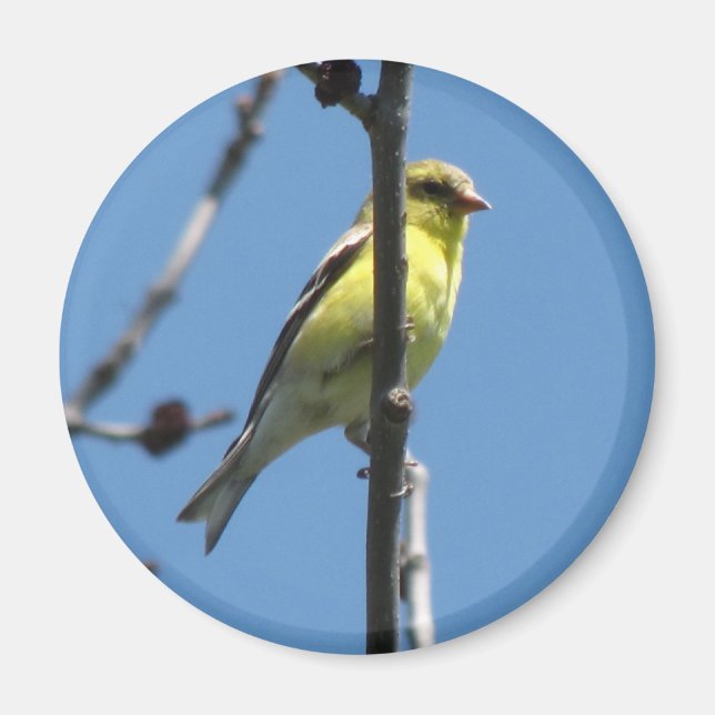 Goldfinch in a tree magnet (Front)