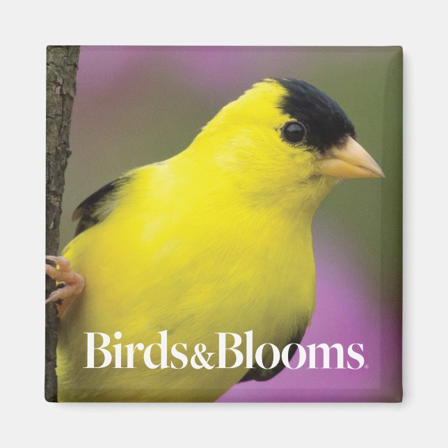 Goldfinch Magnet (Front)
